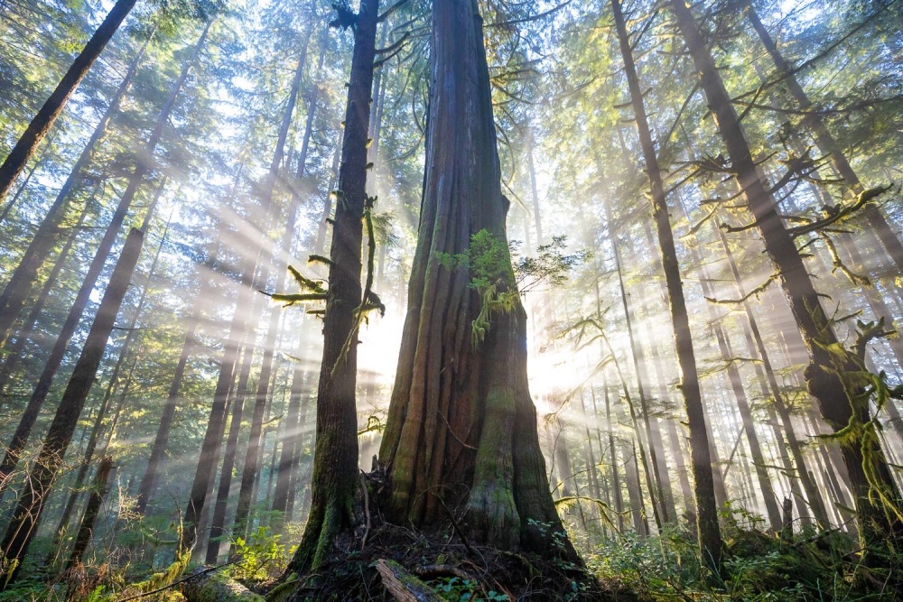 I benefici terapeutici dei flauti nativi americani