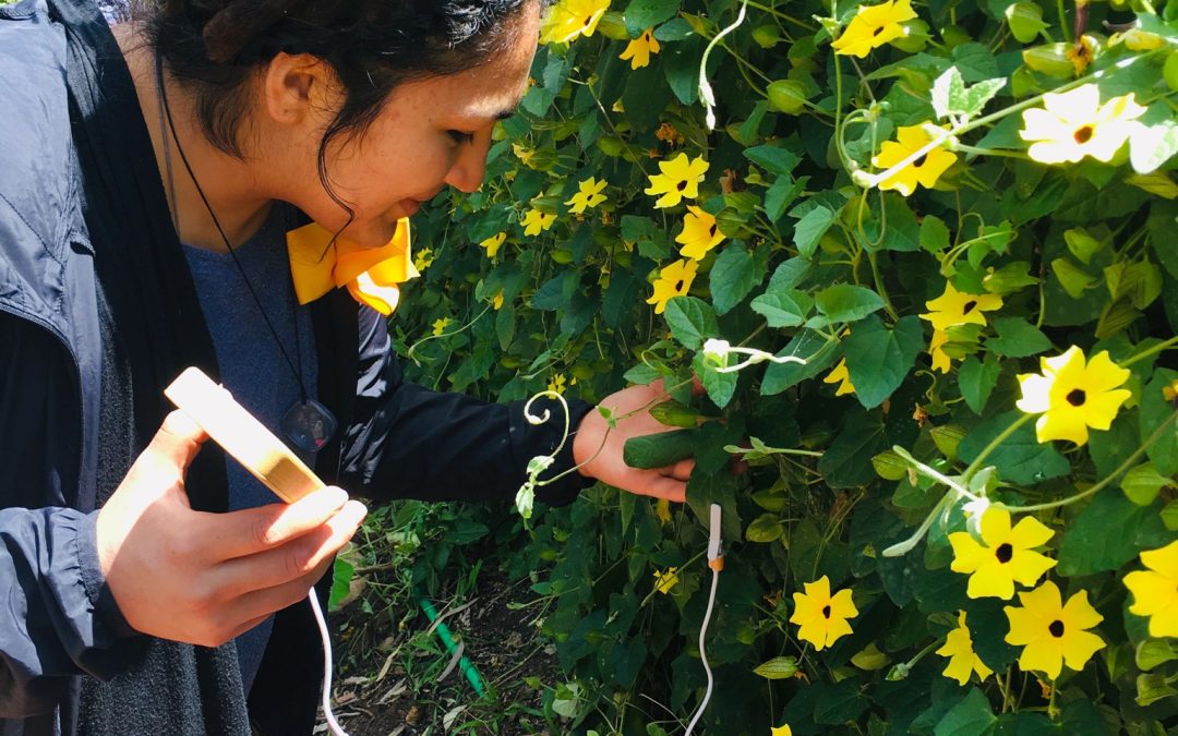 La Musica delle piante e i concerti interspecie: un ponte sonoro tra umani e il regno vegetale